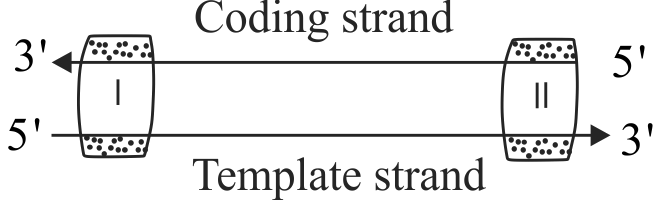 supporting img
